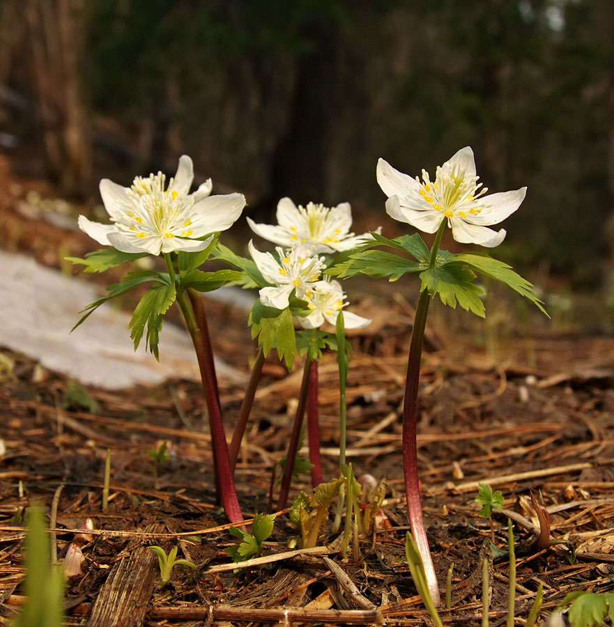 Изображение особи Eranthis tanhoensis.