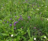 Astragalus danicus. Цветущие растения в сообществе с земляникой (Fragaria). Тульская обл., Богородицкий р-н, пос. Товарковский, дер. Лёвинка, переувлажнённый луг. 31.05.2026.