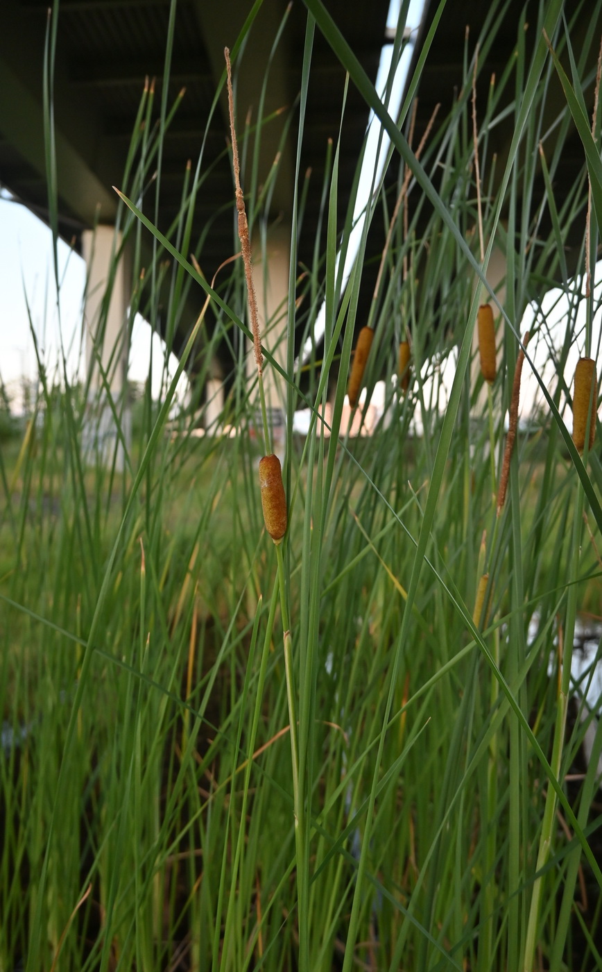 Изображение особи Typha laxmannii.