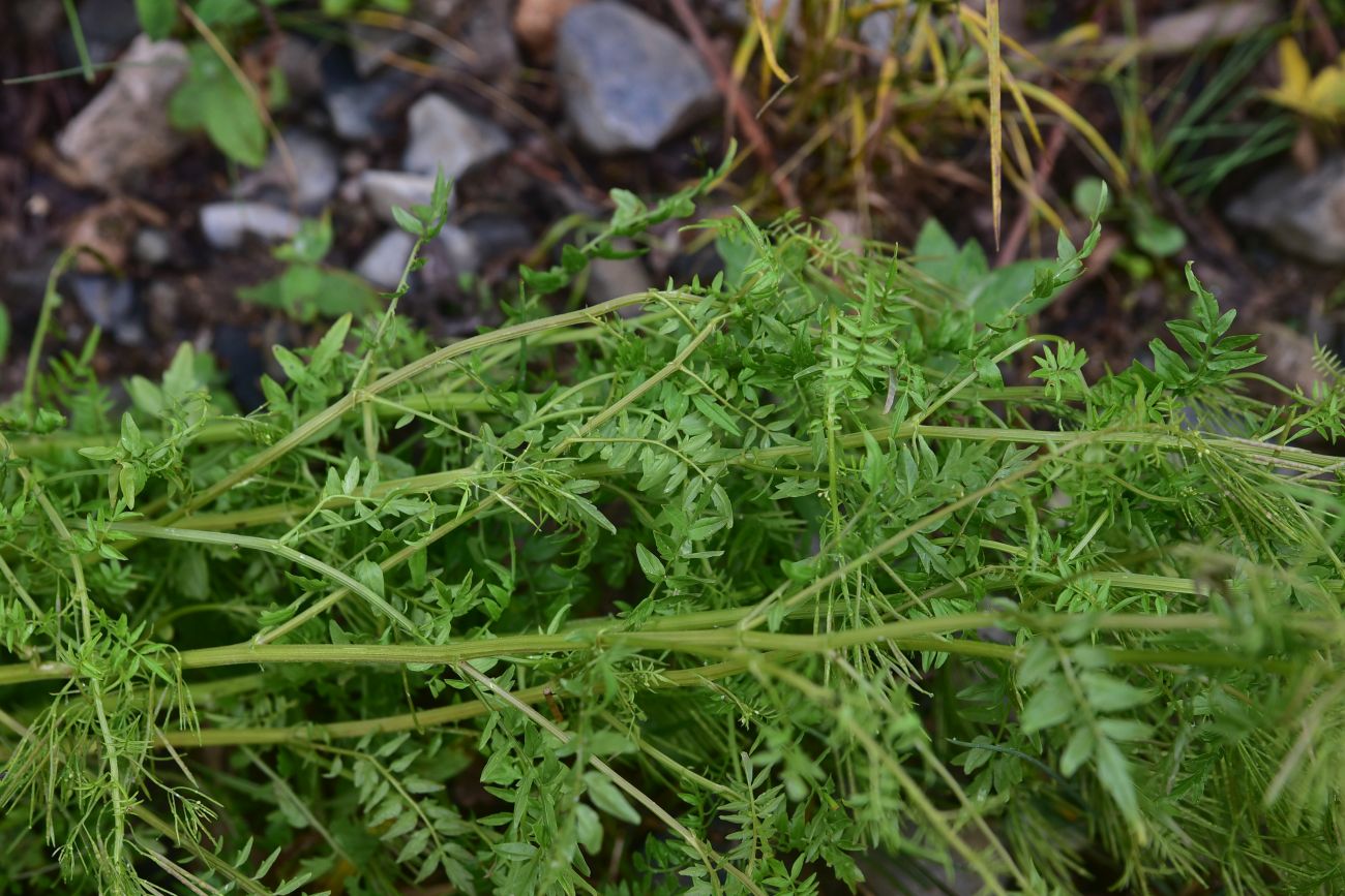 Изображение особи Cardamine impatiens.