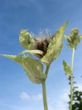 Cirsium oleraceum