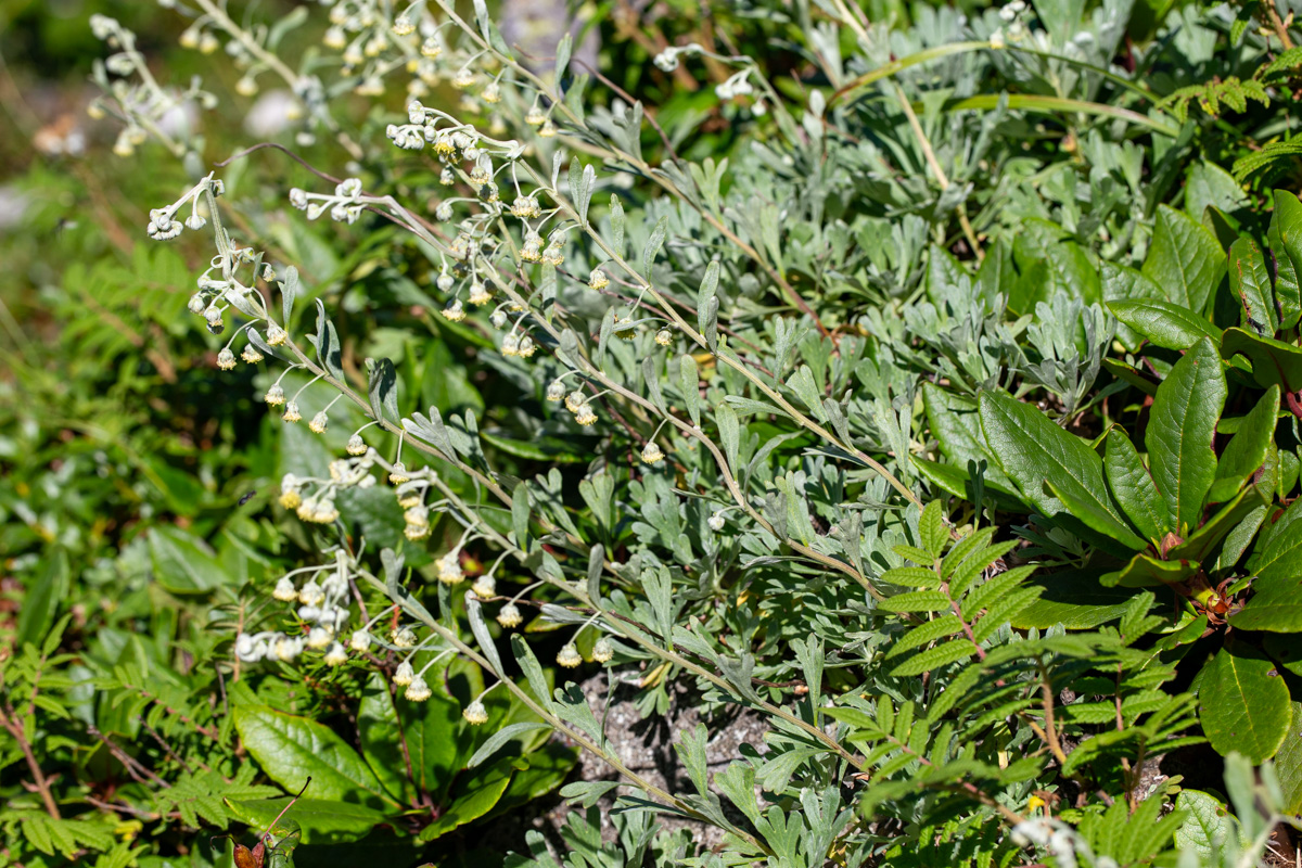 Изображение особи Artemisia lagocephala.