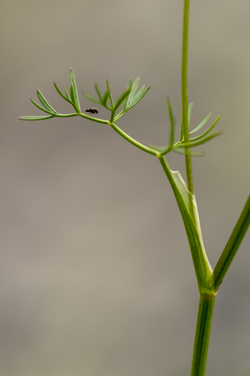 Изображение особи семейство Apiaceae.