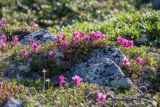 Rhododendron redowskianum