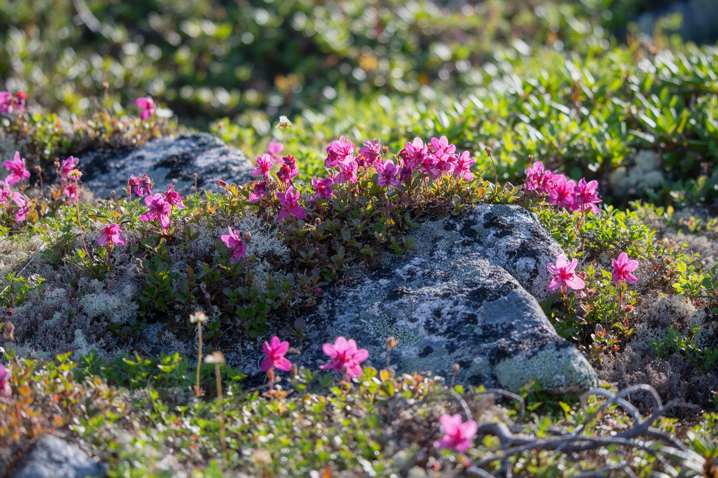 Image of Rhododendron redowskianum specimen.
