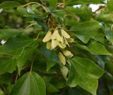 Acer buergerianum. Верхушка ветви с соплодиями. Краснодарский край, г. Сочи, парк \"Дендрарий\". 17.08.2026.