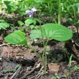 Viola palustris