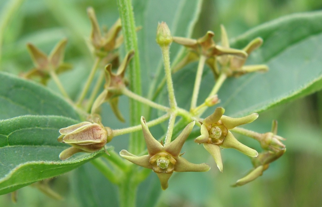 Image of genus Vincetoxicum specimen.