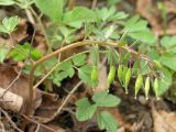 Corydalis solida. Плодоносящее растение. Санкт-Петербург, Старый Петергоф, парк \"Сергиевка\". Начало мая.