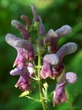 Aconitum moldavicum