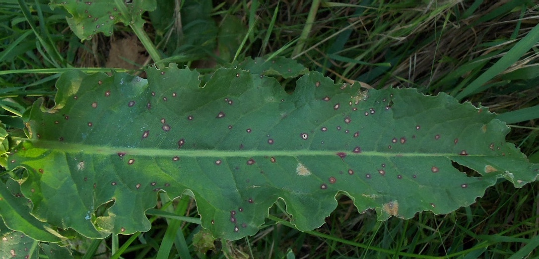 Image of Rumex patientia ssp. orientalis specimen.