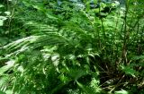 Athyrium sinense