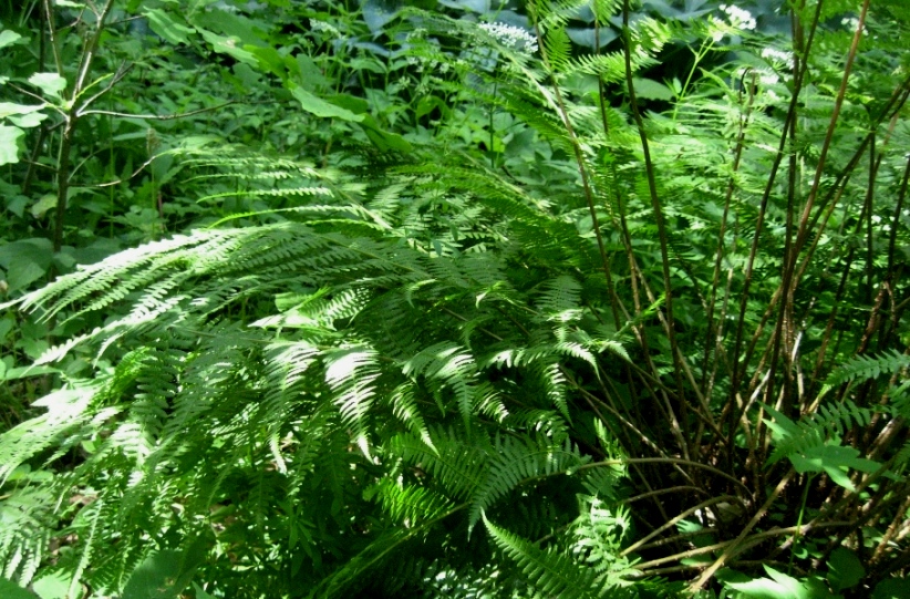 Image of Athyrium sinense specimen.