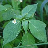 Impatiens parviflora