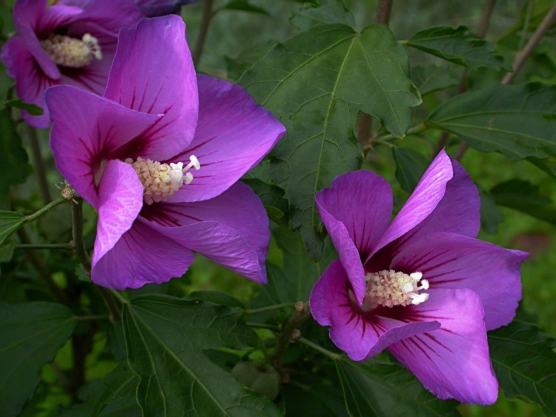 Изображение особи Hibiscus syriacus.