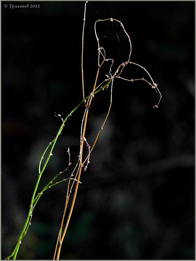 Изображение особи Rumex acetosella.