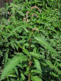 Persicaria lapathifolia