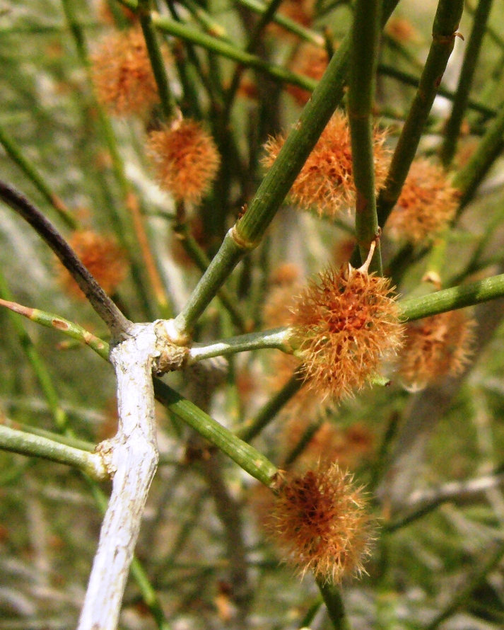 Image of Calligonum microcarpum specimen.