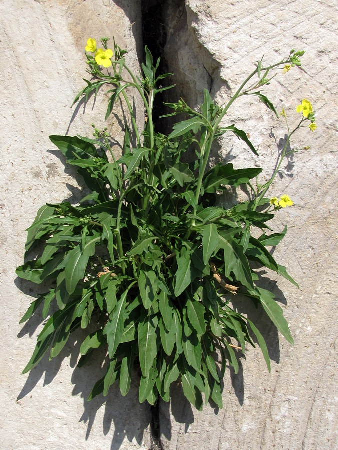 Image of Diplotaxis tenuifolia specimen.