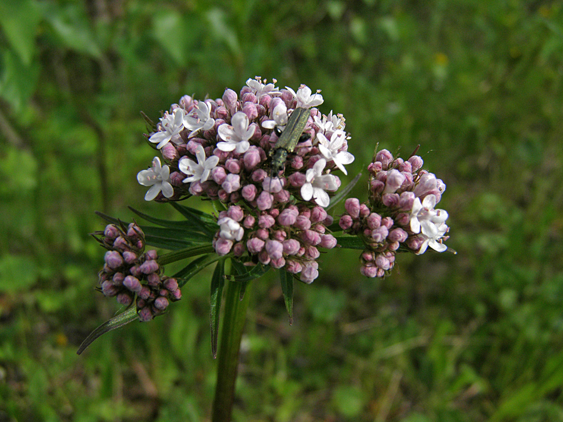 Изображение особи род Valeriana.