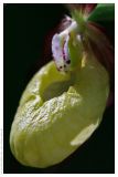 Cypripedium calceolus