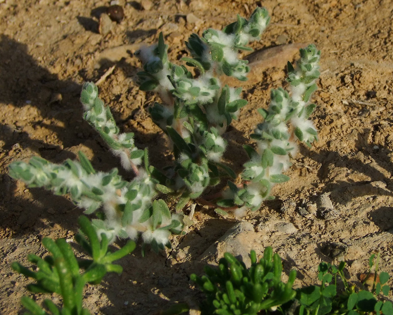 Image of Bassia eriophora specimen.