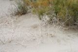 Calligonum cordatum. Отплодоносившее растение. Узбекистан, Бухарская обл., бугристые пески южнее озера Денгизкуль. 27.10.2011.