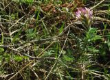 Astragalus ugamicus