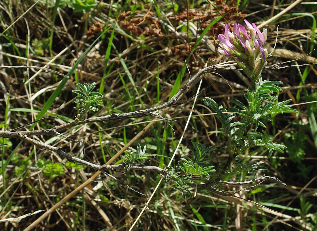 Image of Astragalus ugamicus specimen.