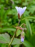 Geranium krylovii