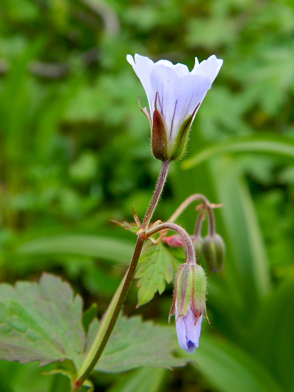 Image of Geranium krylovii specimen.