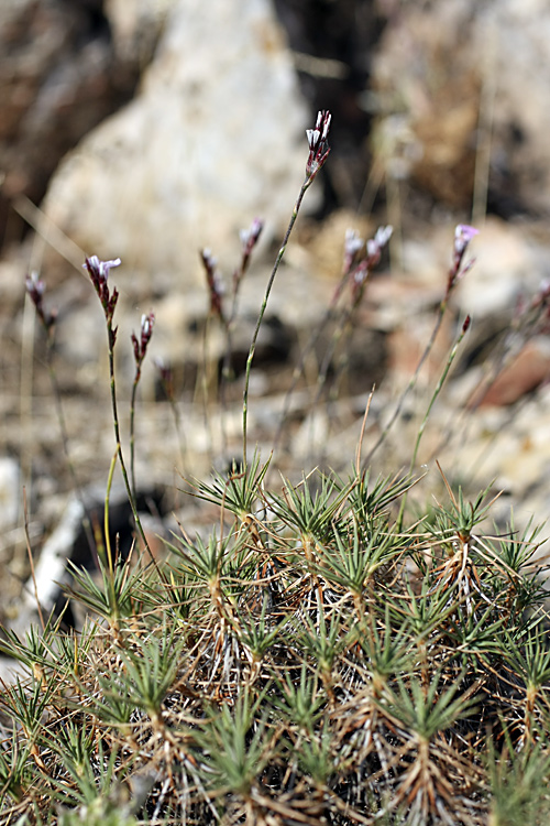 Image of Acantholimon alberti specimen.