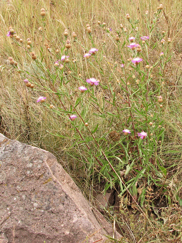 Изображение особи Centaurea jacea.