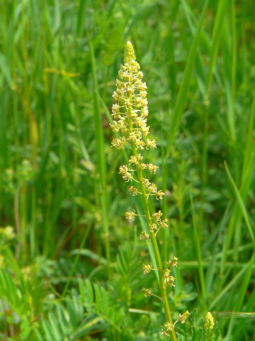 Image of Reseda lutea specimen.