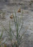 Bolboschoenus maritimus