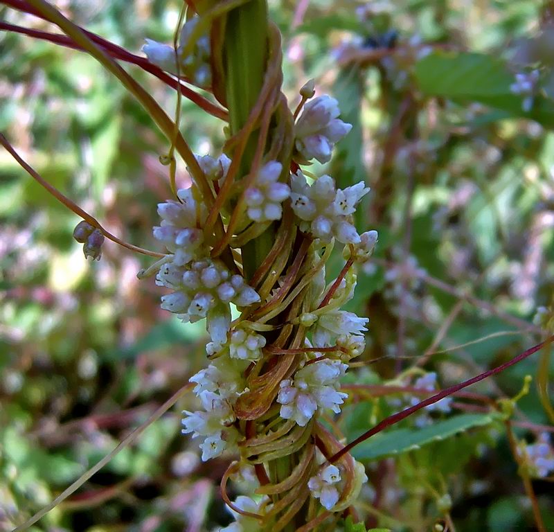 Изображение особи Cuscuta europaea.