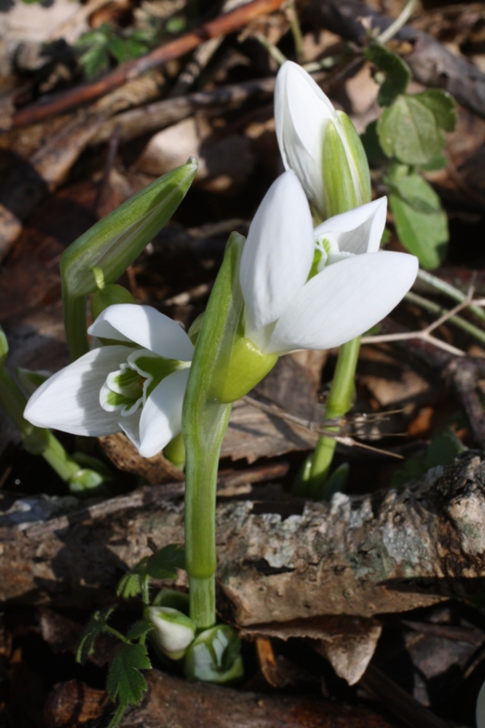 Изображение особи Galanthus plicatus.