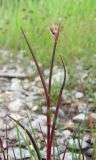 Juncus articulatus. Верхушка поражённого побега. Архангельская обл., Вельский р-н, окр. пос. Усть-Шоноша, берег р. Вель. 20.07.2011.