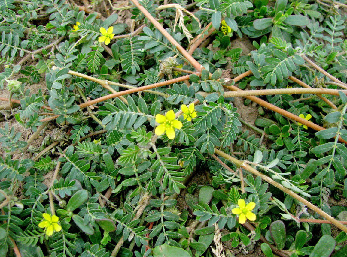 Изображение особи Tribulus terrestris.