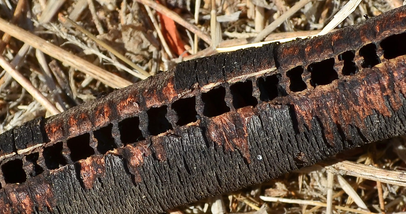 Image of Cassia fistula specimen.