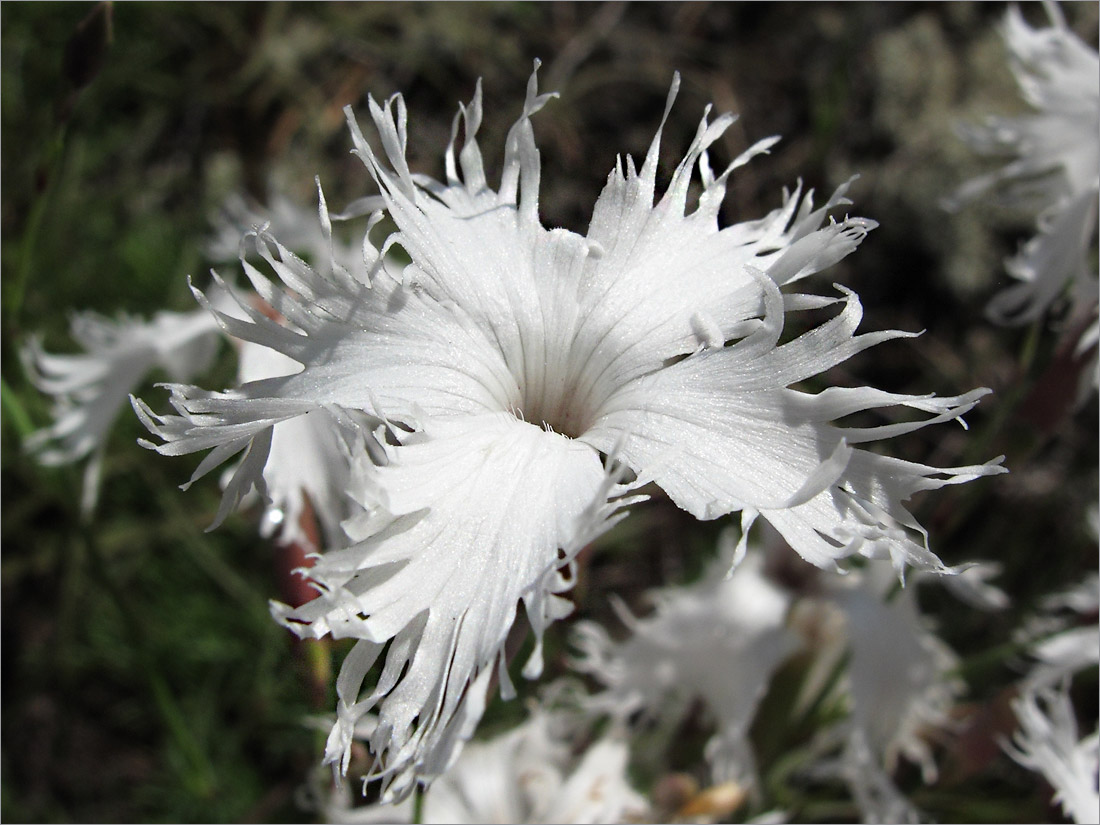 Изображение особи Dianthus borussicus.
