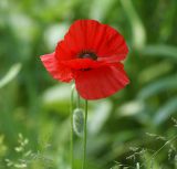 Papaver rhoeas