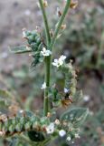 Heliotropium ellipticum. Часть цветущего и плодоносящего растения. Зап. Крым, г. Саки, дорожка к пляжу у пансионата \"Танжер\". 30.08.2011.