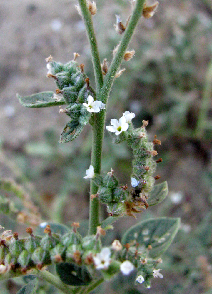 Image of Heliotropium ellipticum specimen.
