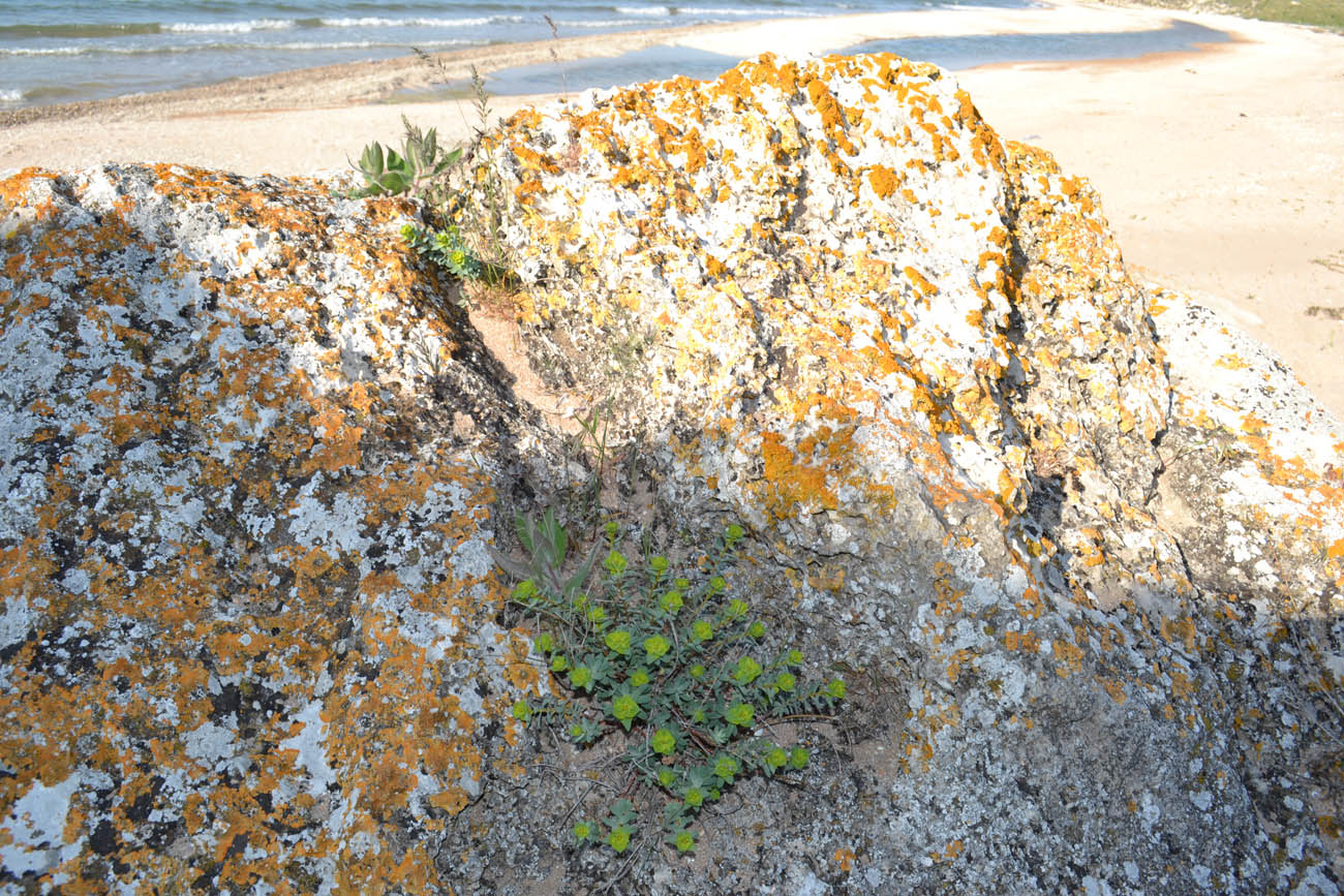 Image of Euphorbia petrophila specimen.