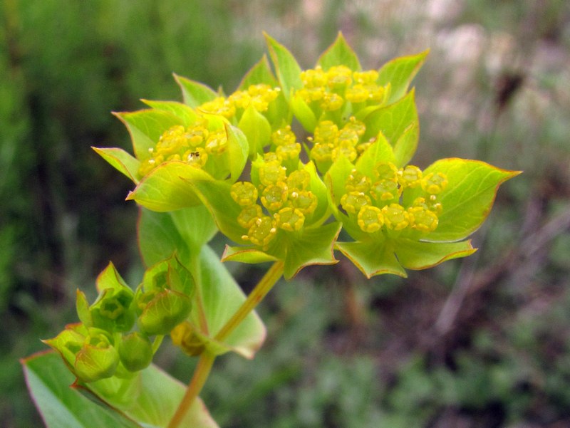 Image of Bupleurum rotundifolium specimen.