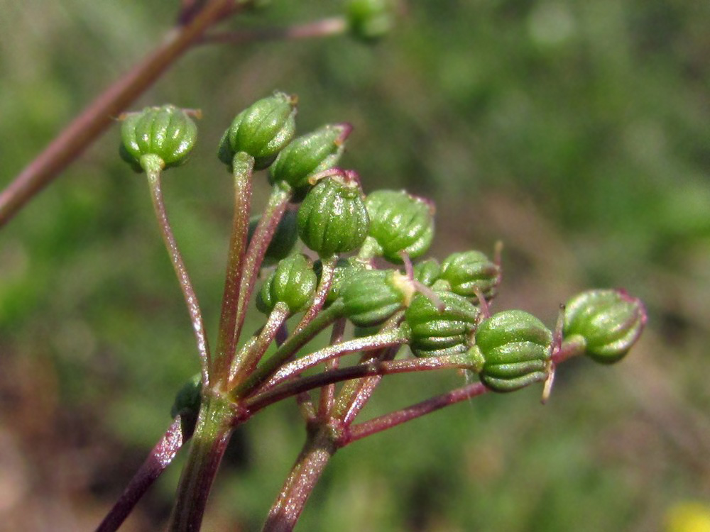 Image of Trinia glauca specimen.