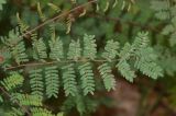 Caesalpinia gilliesii