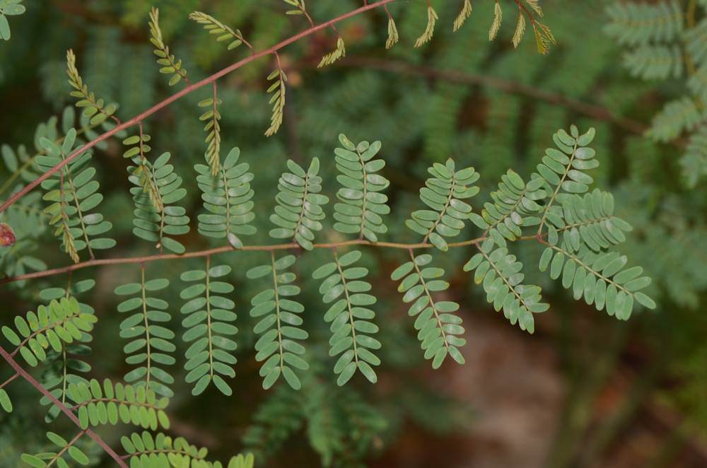 Image of Caesalpinia gilliesii specimen.