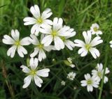 Cerastium arvense